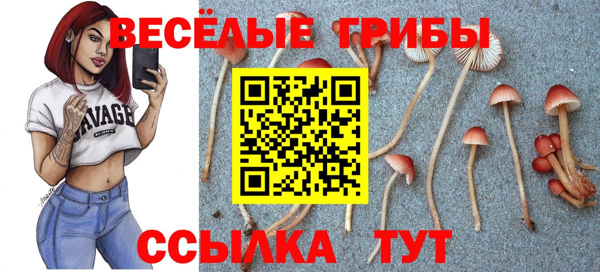 Псилоцибиновые грибы прущие грибы Тосно